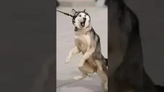 Normal dogs vs Huskies🤣🐕#shorts #dog #doglover #dogs