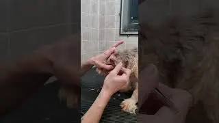 Plucking a dogs ears with tweezers demo, Shorkie (Shih-Tzu/Yorkie), dog grooming, no restraints