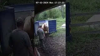 Have you ever seen a pregnant mare do this?😜#funnyanimals #shorts #funnyhorsevideo #horse