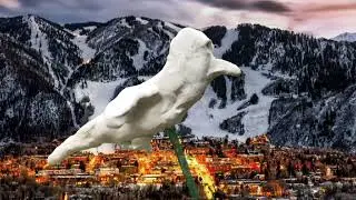 Bird Journey
