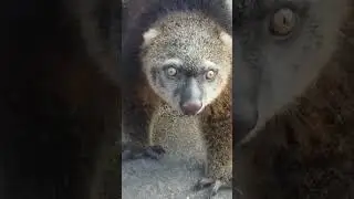 Bear possum: An unusual animal from New Guinea 😍 