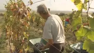 Wines of Hungary - Northern Transdanubia Wine Region