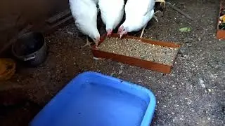 Куры Леггорн. Переезд из клеток в курятник.