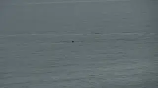 Common dolphins off Helvic Head