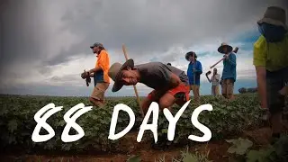 Backpacker Life - Sorghum Farm (88days)