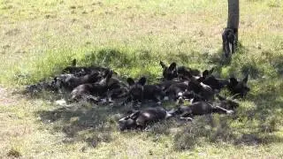 Ol Pejeta Wild Dogs