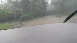 crocodile in Jungle safari