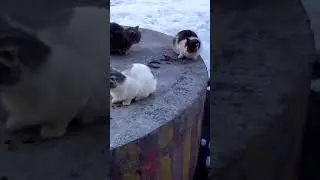 Наша котовасия.Игра в гляделки,кто кого переглядит.