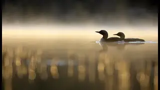 Blackthroated diver, Sweden, april 2022