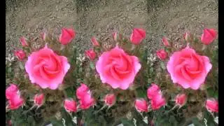 Roses...