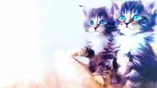 5 Kucing Yang Eksis Di Instagram #11