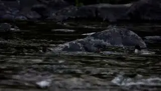 Did They Miss Any?