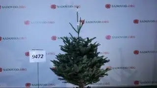 9472 Пихта Нобилис Благородная 1.50 - 1.75 м.