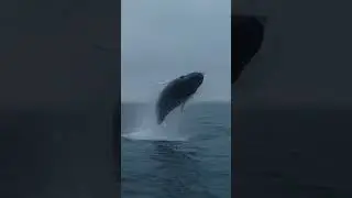 Beautiful whales 🐳❤️