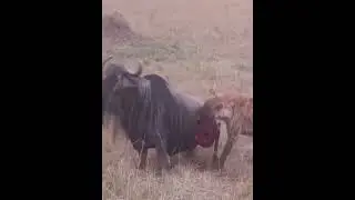 Hyenas hunting a buffalo ll hyena hunting 😱#video #youtubevideo #viral #hyena