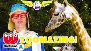 Captain Ace Zoomy LEARN COLOURS, NUMBERS WITH ANIMALS | ULTIMATE Kids & Animals Compilation 2017