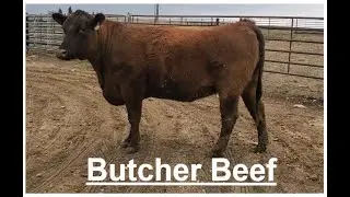 Butcher Beef Feed Out | Finishing Beef Cattle | Cankles | Hashknife Ranch