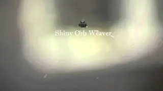 AE, Shiny Orb Weaver