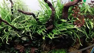 Gyukker co2 3