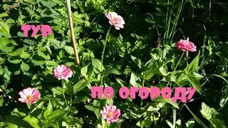 ТУР ПО ОГОРОДУ/ НАШ УРОЖАЙ