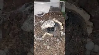 Tentando gravar e alguém atrapalhando #tarantula