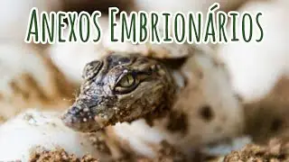 Anexos embrionários