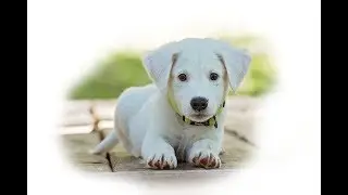 Стихи на английском для детей. Выпуск 2. English Rhymes For Children. My Puppy.