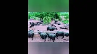 Old memories |How I spend my childhood | پرانی یادیں