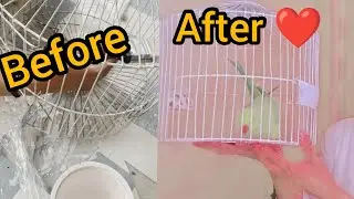Painting Day with parrots | How to paint parrots cage | Easy hacks off painting