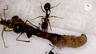 The update on Lasius and Messor colonies