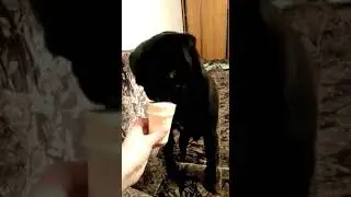 Арчи любит мороженку
