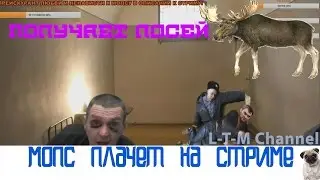 Мопс ест торт,получает лосей.МОПС ПЛАЧЕТ НА СТРИМЕ (12.12.16)