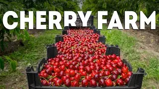 Factory for growing cherries in huge quantities! How are they collected and sorted?