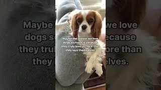 True unconditional love is dogs #cavalierkingcharles #dog #puppy