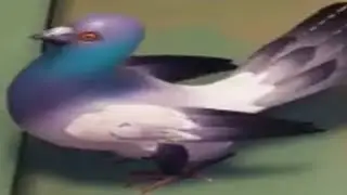 ТУТ ЕСТЬ ГОЛУБЬ