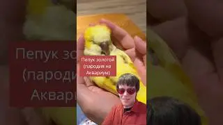 Пепук золотой — #пародия на #аквариум #борисгребенщиков #прикол #попугай #юмор