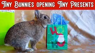 Tiny Rabbits Play with Presents & New Toy