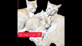 WOW, So Sweet Cat Family Cutest Kitty Cats Videos 😍😍