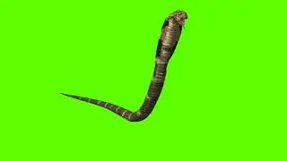 King cobra // cobra attack //Attack king cobra // king cobra attack // 