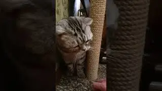 Уговариваю кота подстричь когти
