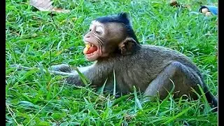 so pity poor...Lola lay body down on ground-start to crying so loud..WHAT&WHO make Lola scare
