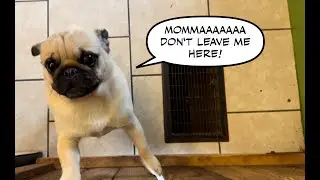 One Day a Traitor - Next Day Pug Abandonment