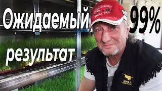 Пшеница без плесени. Микрозелень. Зеленый Босс