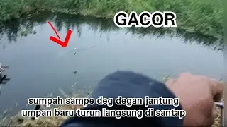 SUMPAH SAMPE DEG DEGAN DIKIRA ANAK BUAYA TERNYATA BABON MAS