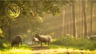 Discovering the Diverse Worlds of Wildlife