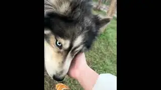 НАШЛИ ХАСКИ!! FOUND HUSKIES!!