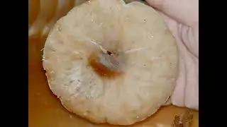 МЕЛАНОЛЕУКА(Меланолейка)прямоножковая(прямоногая). Melanoleuca strictipes.