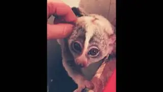 Просит почесать ушки😈❤️🤗
