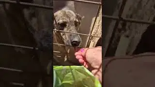 Пушистики кушают вкусняшки   #собака #dog #dogs