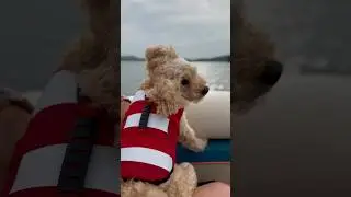 Poodle ears flying in the breeze on a boat ride! #dog #boat #lake #poodle #sun #friday #happy #fun